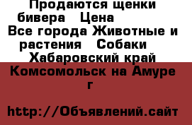 Продаются щенки бивера › Цена ­ 25 000 - Все города Животные и растения » Собаки   . Хабаровский край,Комсомольск-на-Амуре г.